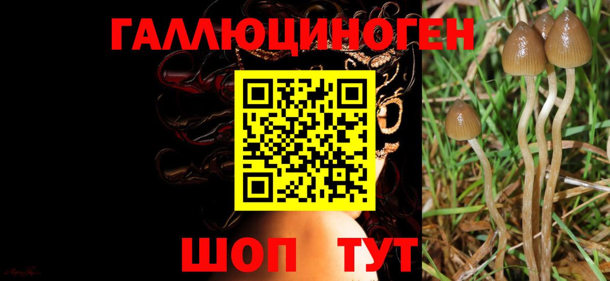 Псилоцибиновые грибы GOLDEN TEACHER Новотроицк